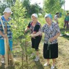 Подрастает берёзовая аллея