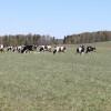 Открыт пастбищный сезон
