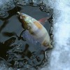Изменения Правил рыболовства для Нижегородской области вступили в силу Изменены сроки ограничения лова рыбы в весенний нерестовый период
