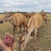 На развитие агротуризма в регионе направят 27,5 млн. рублей субсидий
